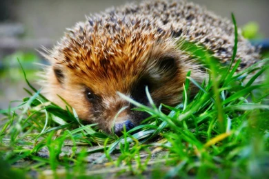 Animal Wallpapers, Desktop Images, Animal World, Free Animal ...