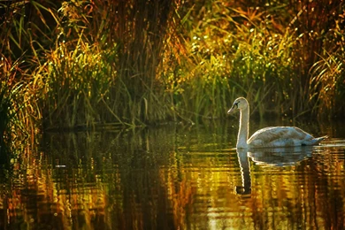 Animal Wallpapers, Desktop Images, Cute Animals, Animal World ...