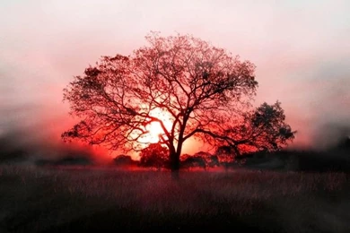 Downloaded From Zedge Wallpapers.