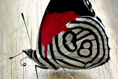 Zedge Bedroom Wallpapers