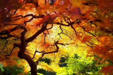 Technicolor Tree. : Pics