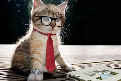 Cute Cat Photos On Pinterest