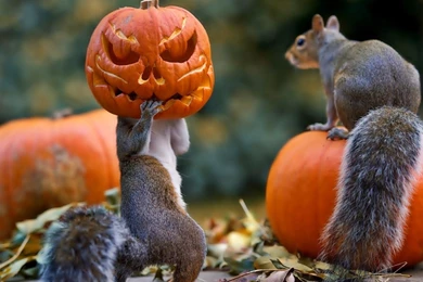 Happy Halloween HD Images Wallpapers Photos & Pictures Free ...