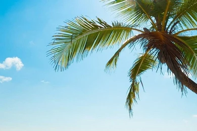 Sunny beach nature beach iphone 6 plus 1080x1920 wallpaper635676375541845947.jpg