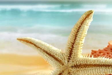 Starfish On The Beach Wallpapers   640x1136