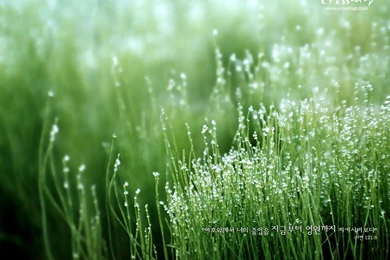 Bible Verses Wallpapers