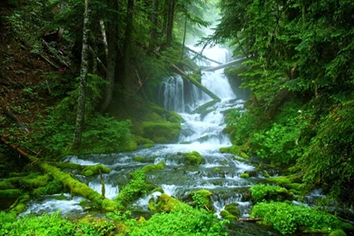Forest Stream Desktop Wallpapers   , New Wallpapers, New Wallpapers