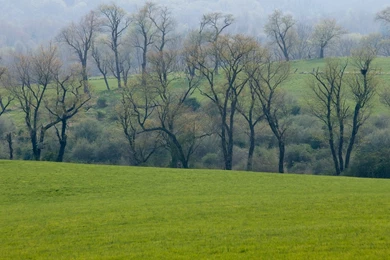 Download Wallpapers 1920x1080 Field, Grass, Trees, Greenery Full HD ...