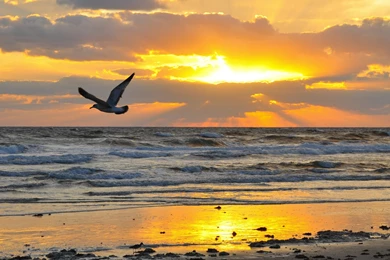 Sunrise Beach Clipart   Wallpaper.