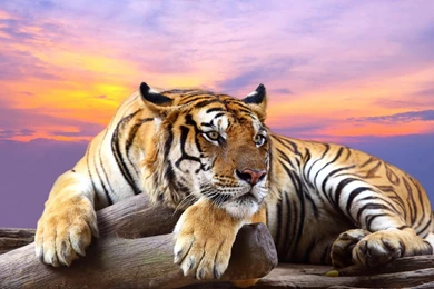 Awesome Royal Filled HD Tiger Wallpapers [Hand Picked]   Stugon