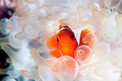 Tropical Fish HD Wallpapers