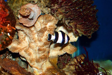 Tropical Fish Wallpapers   Fish Wallpapers (5413009)   Fanpop