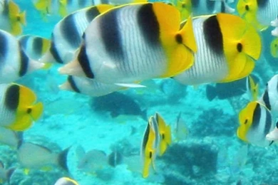 School Of Tropical Fish Tahiti HD Desktop Wallpapers : Widescreen ...