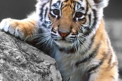 Cute Tiger Cub HD Desktop Wallpapers : High Definition : Fullscreen ...