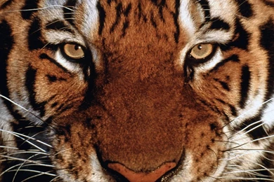 Tiger HD Wallpapers   Like The White Siberian Or From India.