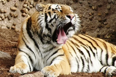 Best Desktop HD Wallpapers Tiger HD Wallpapers