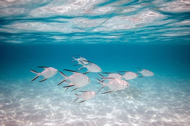 Tropical Fish And Crab Wallpapers   Animal Wallpapers