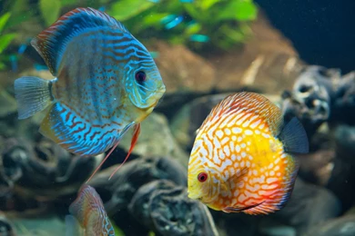 DISCUS Tropical Fish Wallpapers