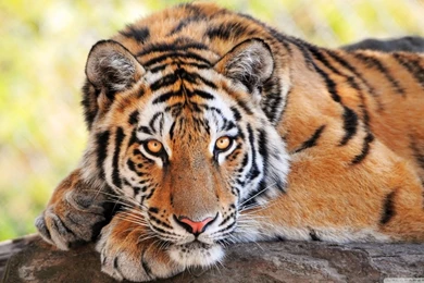 Beautiful Young Tiger HD Desktop Wallpapers : High Definition ...