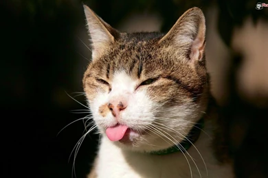 Funny Cat Face Wallpapers & This Funny Cat Wallpapers Make Smile Laugh