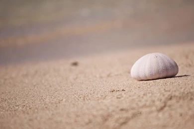 Caribbean Beach Wallpaper. Welcome To Tropical Paradise