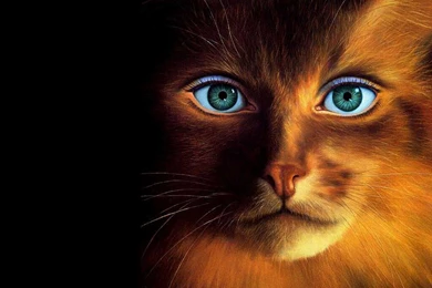 Free Desktop Wallpaper, Funny Cat Face Human