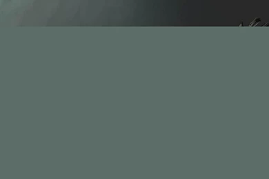 Gallery For   Real Angry Bird Wallpapers Hd