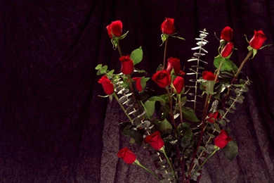 Bunch Of Red Roses Wallpapers