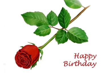 Red Roses, Most Popular Rose, Rose Wallpapers, Beautiful Rose, Red ...