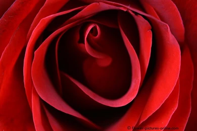 Red Rose Flowers Wallpapers   Wallpapers HD Fine
