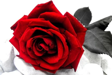 Red Rose Wallpapers 13   Best Wallpapers Collection