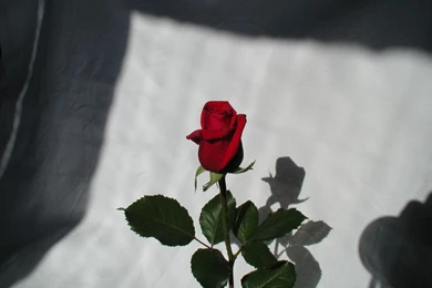 Exclusive Wallpapers On Beautiful Flowers   The Flower Expert