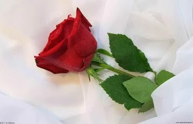 Beautiful Wallpapers: Beautiful Single Red Rose Wallpapers