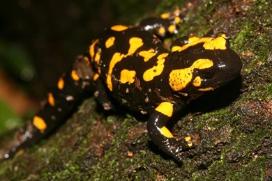 Amphibian Wallpapers