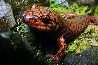 Free Wallpapers Pacific Giant Salamander Terraristic Salamander