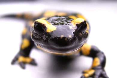 Salamander Backgrounds