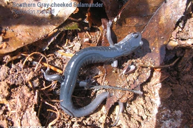 Free Wallpapers Southern Gray Cheeked Salamander