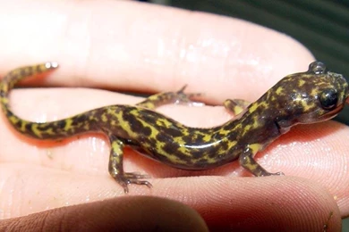 Free Wallpapers Gorgan Pet Salamander