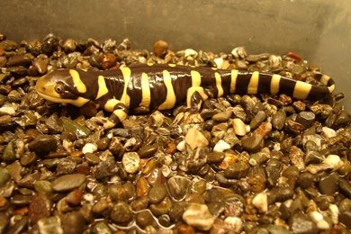 Free Wallpapers Adult Barred Tiger Salamander In Terrarium Pet Animal