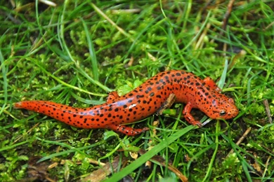 The Avengers Battle For Earth (id: 54168) – BUZZERG