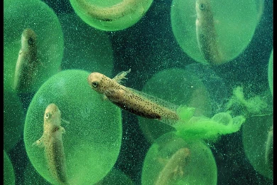 Maryland Piedmont, Salamander Larvae, 1999, Photo Of The Day ...