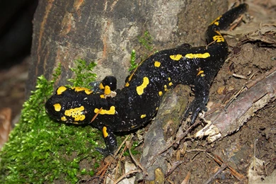Fire Salamander Computer Wallpapers, Desktop Backgrounds ...