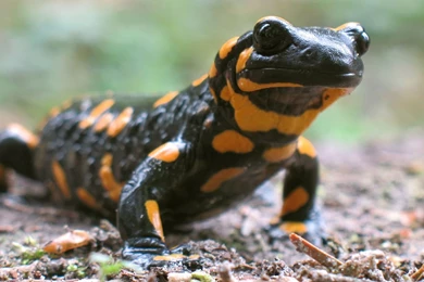Salamander And Newt History And Some Interesting Facts