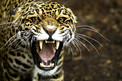 Leopard Amazing Wallpapers 8068   Amazing Wallpaperz