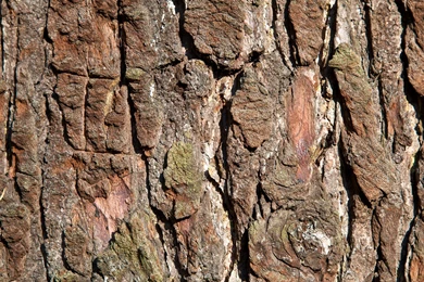 Tree Bark Backgrounds Wallpapers   110003