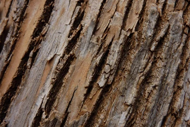 MLeWallpapers.com   Tree Bark I