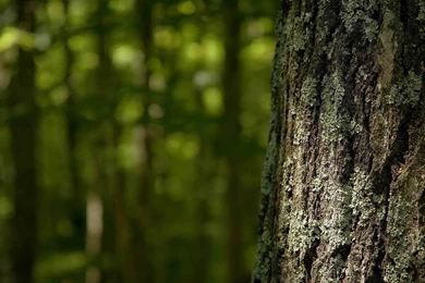 30 Tree Bark Wallpapers Pictures