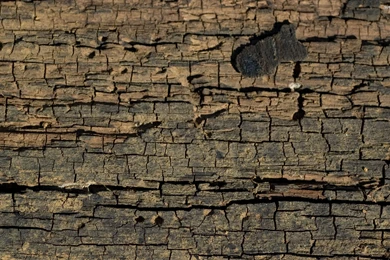Tree bark 25422 2880x1800.jpg