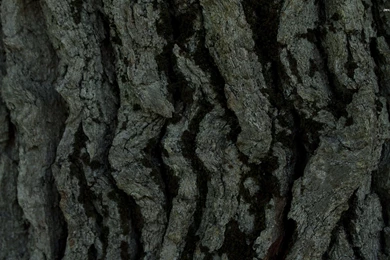 Tree Bark Wallpapers   Photography Wallpapers