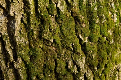 Mossy Tree Bark Wallpapers   Nature Wallpapers